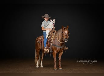 Quarter Pony, Gelding, 9 years