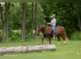 Quarter Pony, Gelding, 9 years