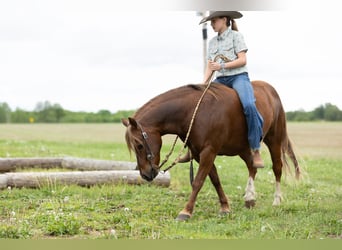 Quarter Pony, Gelding, 9 years
