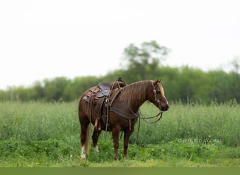 Quarter Pony, Gelding, 9 years