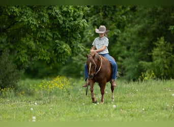 Quarter Pony, Gelding, 9 years