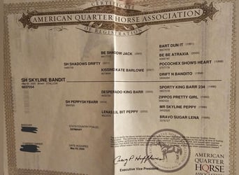 American Quarter Horse, Stallion, 6 years, 14.2 hh, Bay-Dark