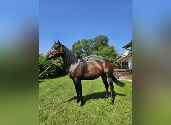 American Quarter Horse, Stallion, 6 years, 14.2 hh, Bay-Dark