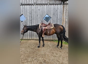 American Quarter Horse, Stallion, 6 years, 14.2 hh, Bay-Dark