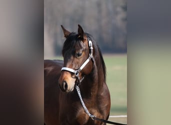 American Quarter Horse, Stallion, 6 years, 14.2 hh, Bay-Dark