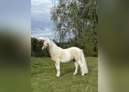 Shetland Ponies, Stallion, 2 years, 8 hh, Pinto