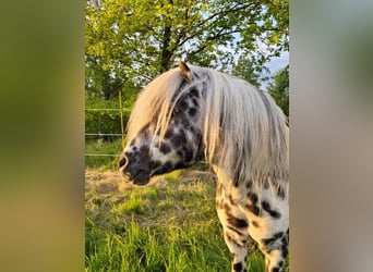 Shetland Ponies, Stallion, 16 years, 10.1 hh, Leopard-Piebald