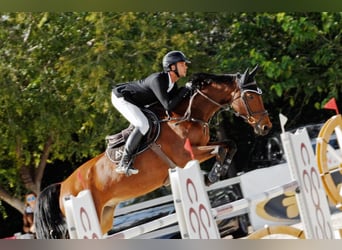 Spanish Sporthorse, Unknown, Embryo