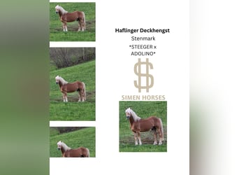 Haflinger, Stallion, 21 years, 14.1 hh, Chestnut-Red