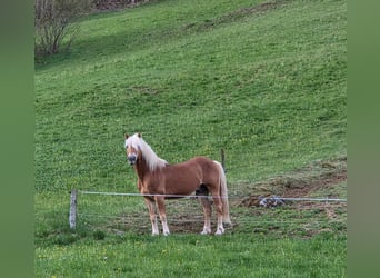 Haflinger, Stallion, 21 years, 14.1 hh, Chestnut-Red