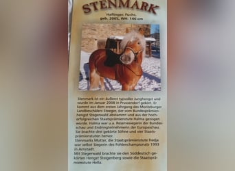 Haflinger, Stallion, 21 years, 14.1 hh, Chestnut-Red