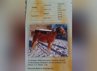 Haflinger, Stallion, 21 years, 14.1 hh, Chestnut-Red