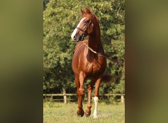 Thoroughbred, Stallion, 7 years, 16 hh, Chestnut-Red