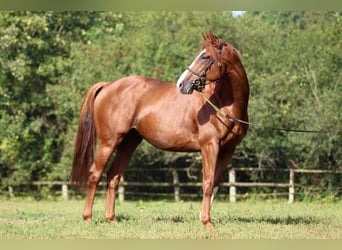 Thoroughbred, Stallion, 7 years, 16 hh, Chestnut-Red