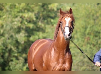 Thoroughbred, Stallion, 7 years, 16 hh, Chestnut-Red