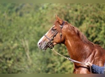 Thoroughbred, Stallion, 7 years, 16 hh, Chestnut-Red