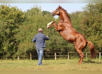 Thoroughbred, Stallion, 7 years, 16 hh, Chestnut-Red