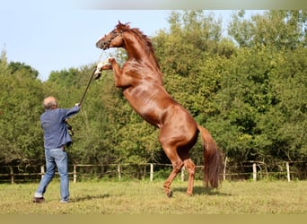 Thoroughbred, Stallion, 7 years, 16 hh, Chestnut-Red