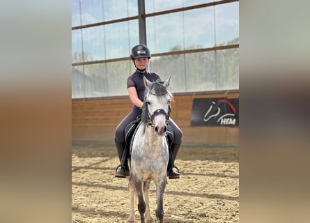 Welsh B, Mare, 7 years, 12.3 hh, Grey