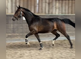 Westphalian, Mare, 4 years, 15.1 hh, Bay-Dark
