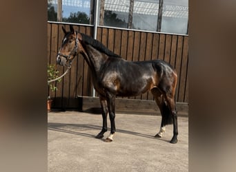 Westphalian, Mare, 4 years, 15.1 hh, Bay-Dark