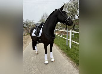 Westphalian, Mare, 4 years, 16 hh, Black