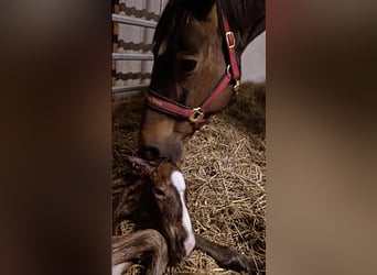Westphalian, Stallion, Foal (03/2026), Bay-Dark