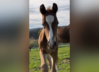 Westphalian, Stallion, Foal (03/2026), Bay-Dark