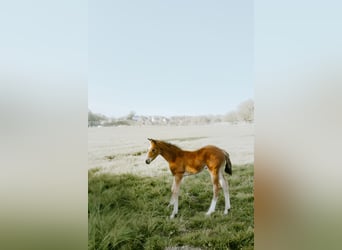 Westphalian, Stallion, Foal (03/2026), Bay-Dark