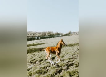 Westphalian, Stallion, Foal (03/2026), Bay-Dark