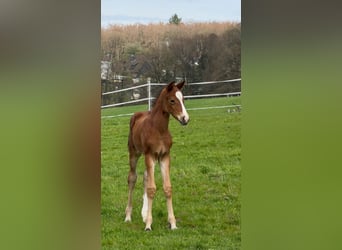 Westphalian, Stallion, Foal (03/2026), Bay-Dark