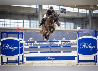 Zangersheider, Mare, Embryo, 16.1 hh, Bay-Dark